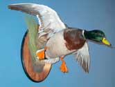 Mallard Drake